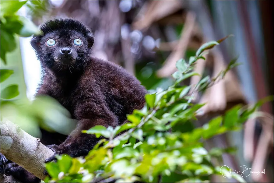 Madagascar nord & est : nord, nature, animaux, forêts, photo 127 d’Olivier Bourguet
