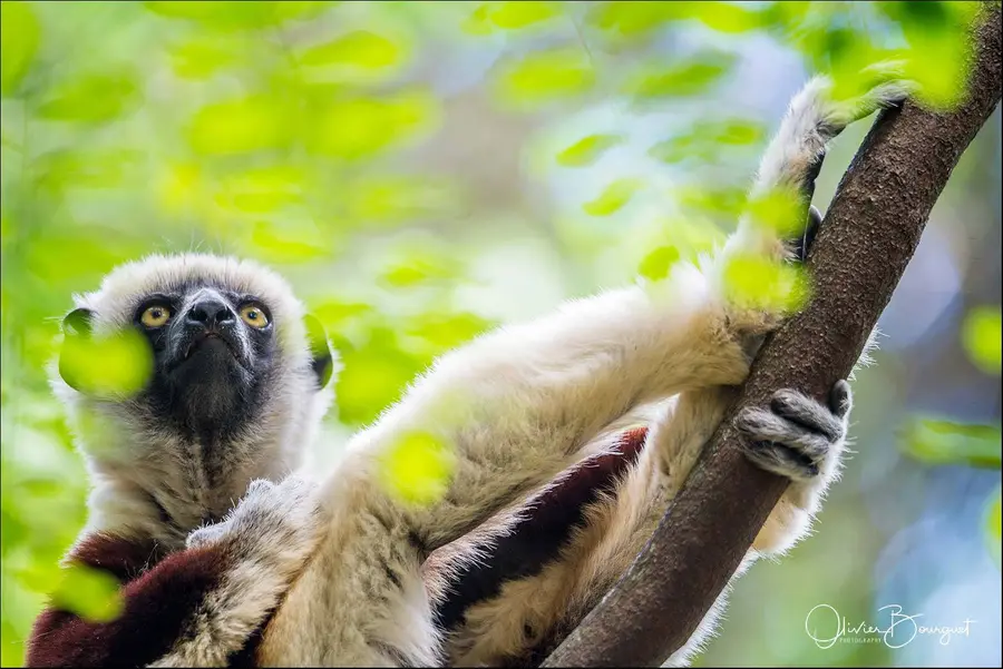 Madagascar nord & est : nord, nature, animaux, forêts, photo 136 d’Olivier Bourguet