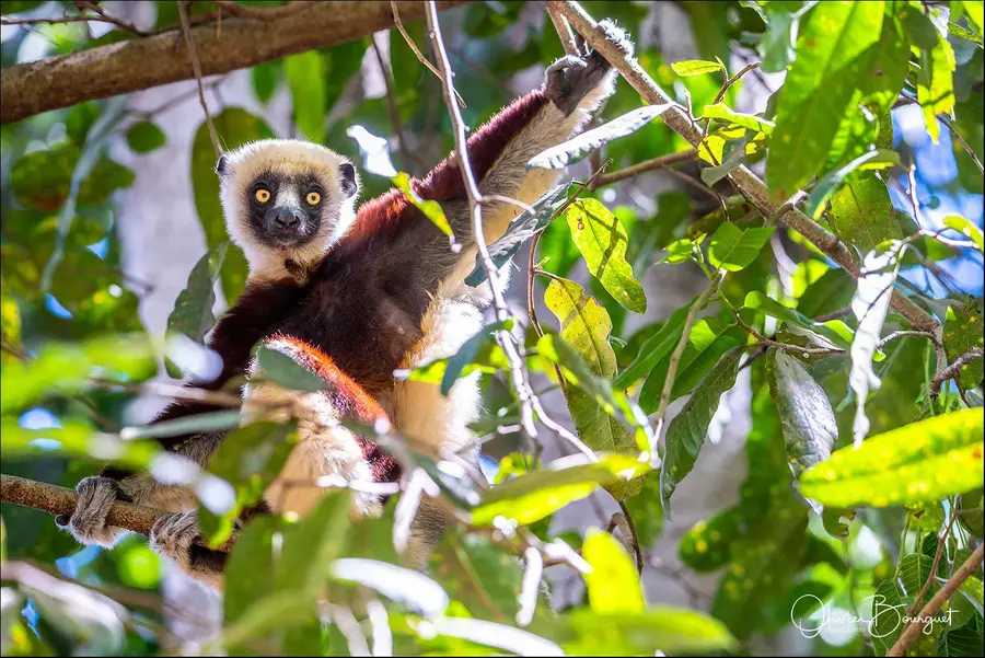 Madagascar nord & est : nord, nature, animaux, forêts, photo 137 d’Olivier Bourguet