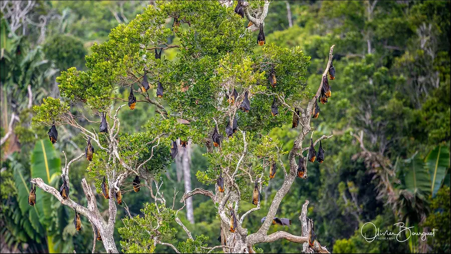 Madagascar nord & est : est, nature, animaux, forêts, photo 35 d’Olivier Bourguet