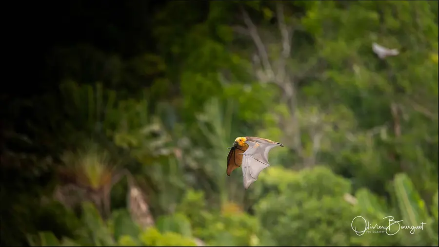 Madagascar nord & est : est, nature, animaux, forêts, photo 38 d’Olivier Bourguet