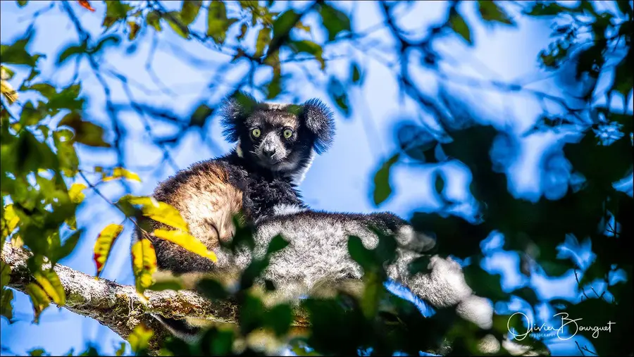 Madagascar nord & est : est, nature, animaux, forêts, photo 17 d’Olivier Bourguet