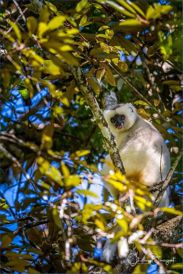 Madagascar nord & est : est, nature, animaux, forêts, photo 53 d’Olivier Bourguet