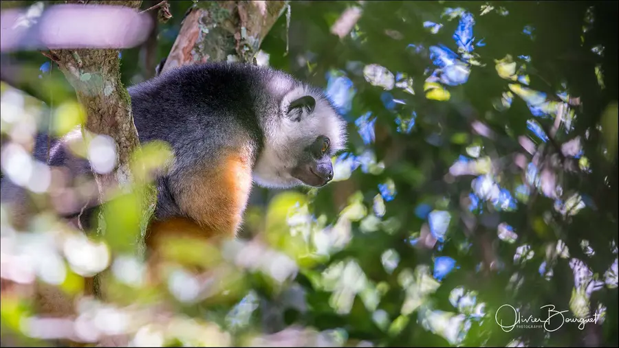 Madagascar nord & est : est, nature, animaux, forêts, photo 19 d’Olivier Bourguet