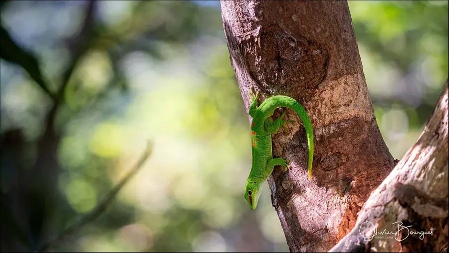 Madagascar nord & est : est, nature, animaux, forêts, photo 56 d’Olivier Bourguet