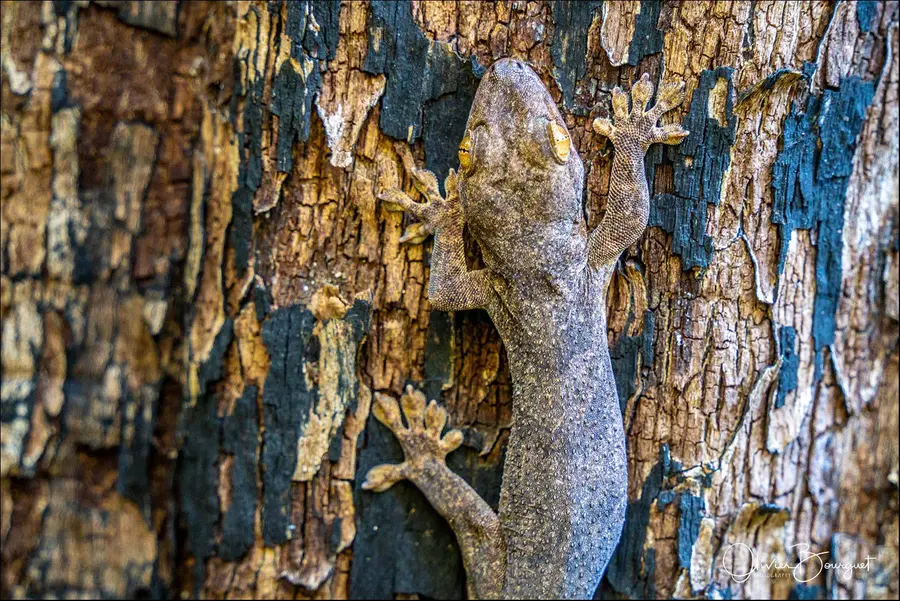 Madagascar nord & est : nord, nature, animaux, forêts, photo 74 d’Olivier Bourguet