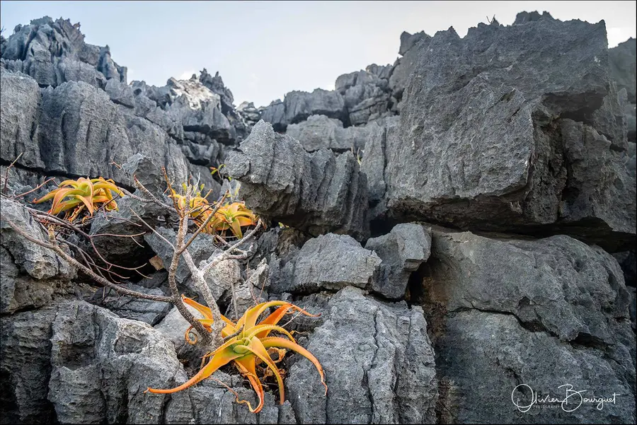 Madagascar nord & est : nord, nature, îles, photo 75 d’Olivier Bourguet