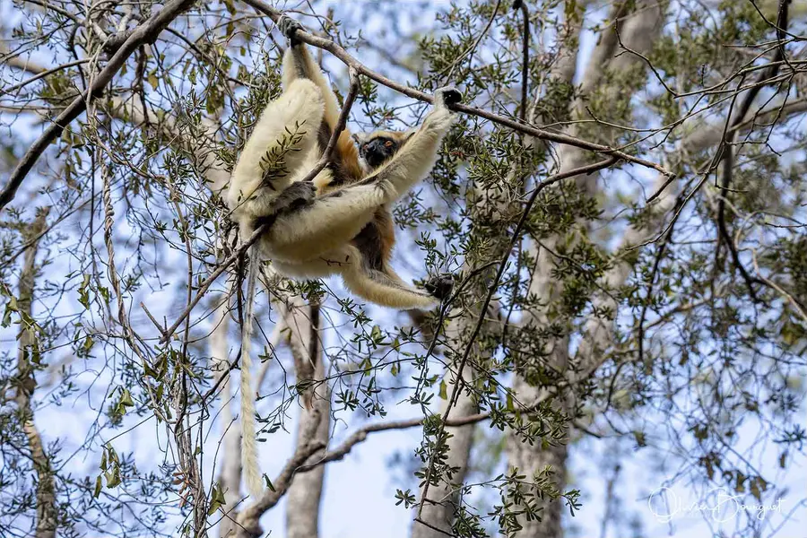 Madagascar nord & est : nord, nature, animaux, forêts, photo 171 d’Olivier Bourguet