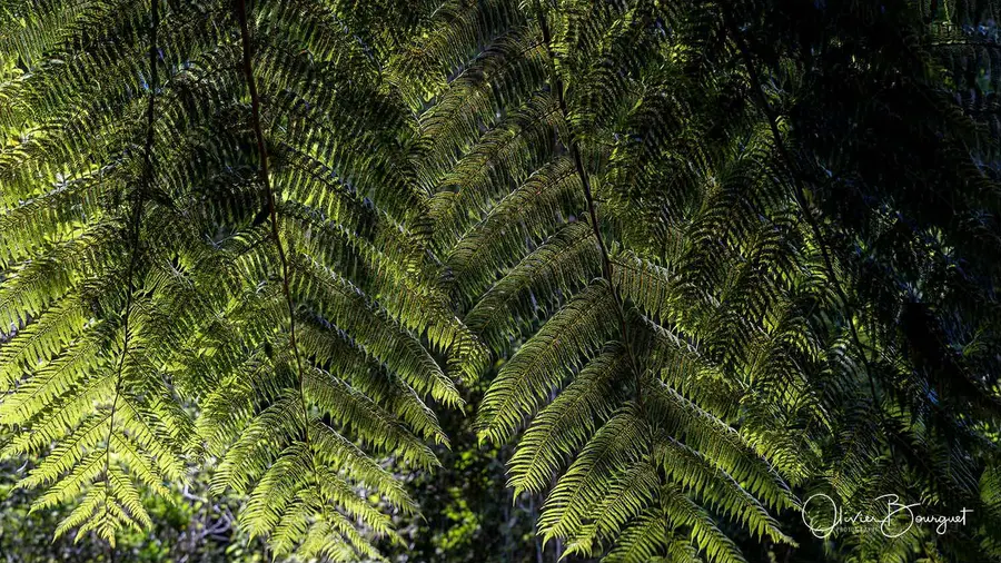 Madagascar nord & est : nord, nature, fleurs, forêts, photo 177 d’Olivier Bourguet