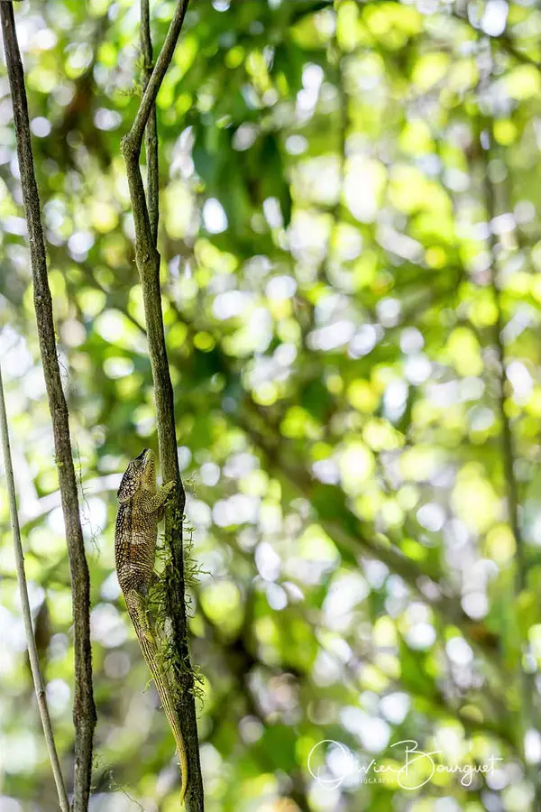 Madagascar nord & est : nord, nature, animaux, forêts, photo 178 d’Olivier Bourguet