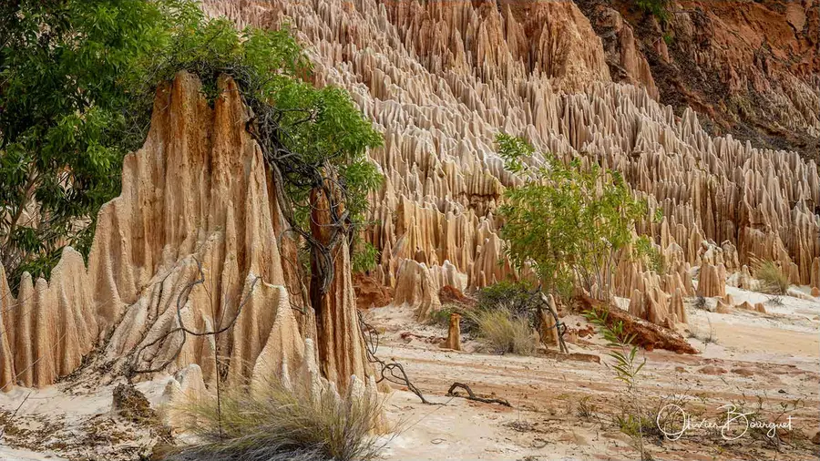 Madagascar nord & est : nord, nature, paysages, photo 193 d’Olivier Bourguet