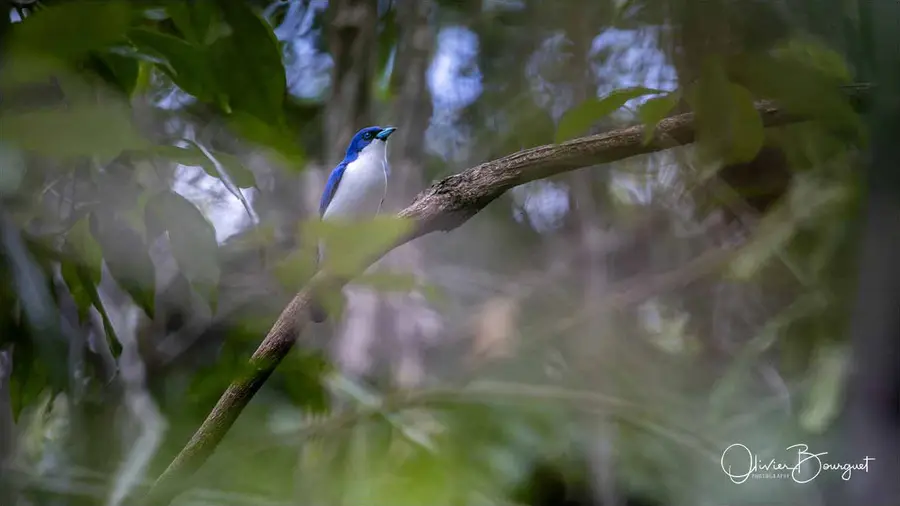 Madagascar nord & est : nord, nature, animaux, forêts, photo 194 d’Olivier Bourguet