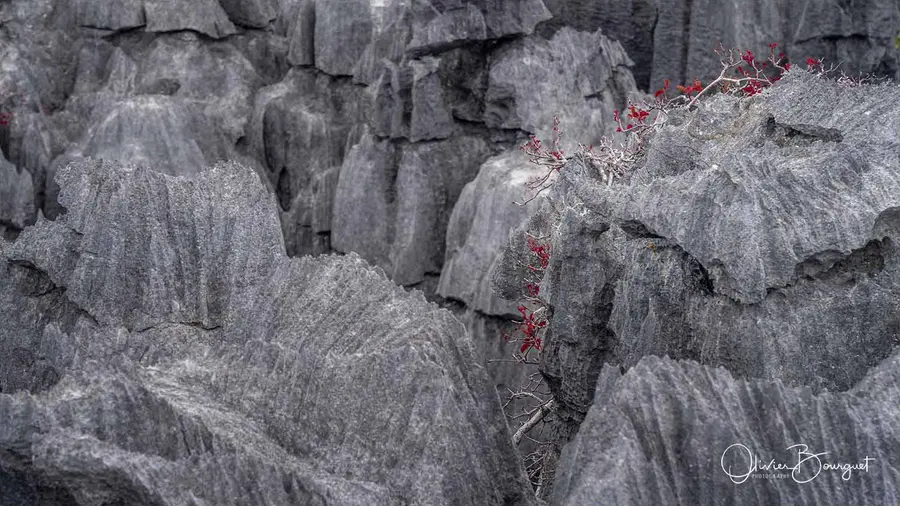 Madagascar nord & est : nord, nature, fleurs, photo 197 d’Olivier Bourguet
