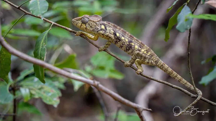 Madagascar nord & est : nord, nature, animaux, forêts, photo 198 d’Olivier Bourguet