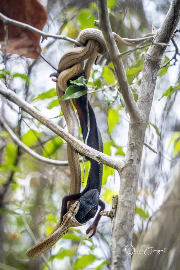 Madagascar nord & est : nord, nature, animaux, forêts, photo 5 d’Olivier Bourguet