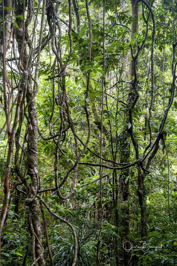 Madagascar nord & est : nord, nature, forêts, photo 151 d’Olivier Bourguet