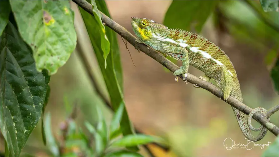 Madagascar nord & est : nord, nature, animaux, forêts, photo 206 d’Olivier Bourguet