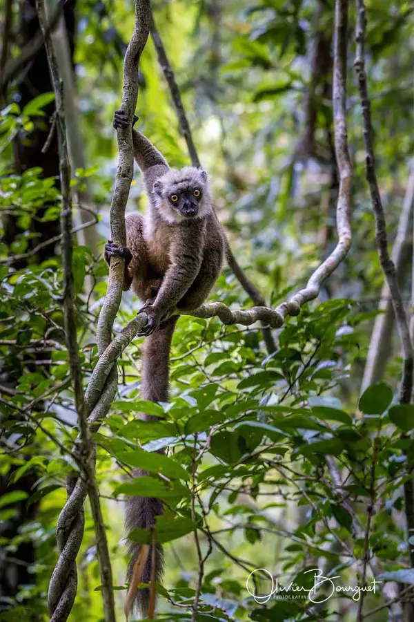 Madagascar nord & est : nord, nature, animaux, forêts, photo 156 d’Olivier Bourguet
