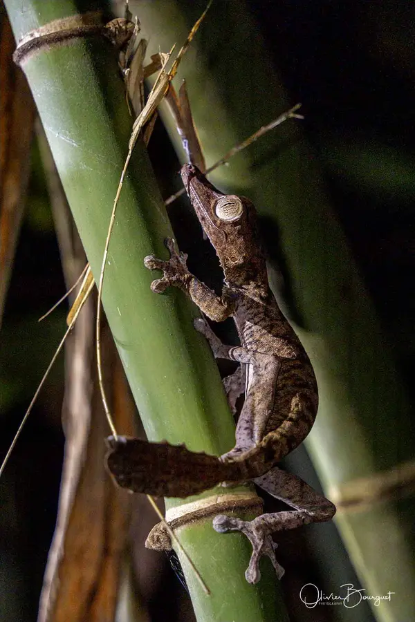 Madagascar nord & est : nord, nature, animaux, forêts, photo 159 d’Olivier Bourguet