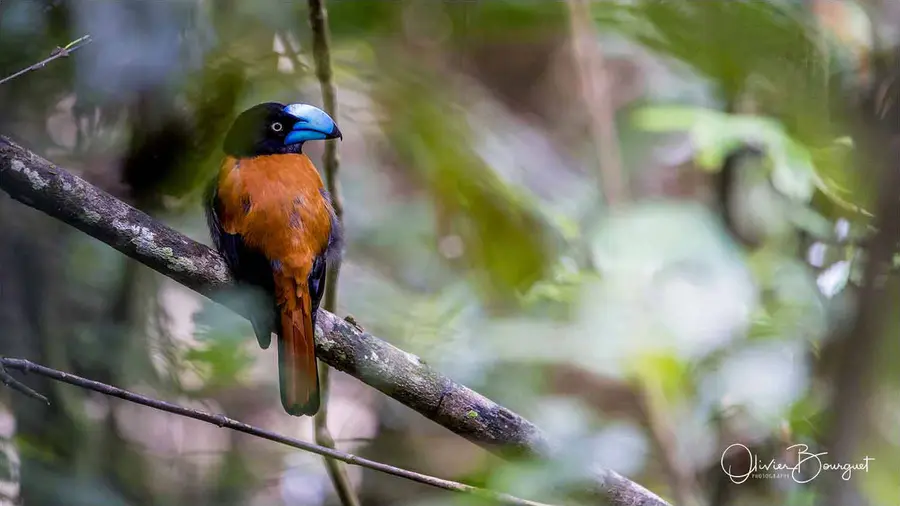 Madagascar nord & est : nord, nature, animaux, forêts, photo 3 d’Olivier Bourguet