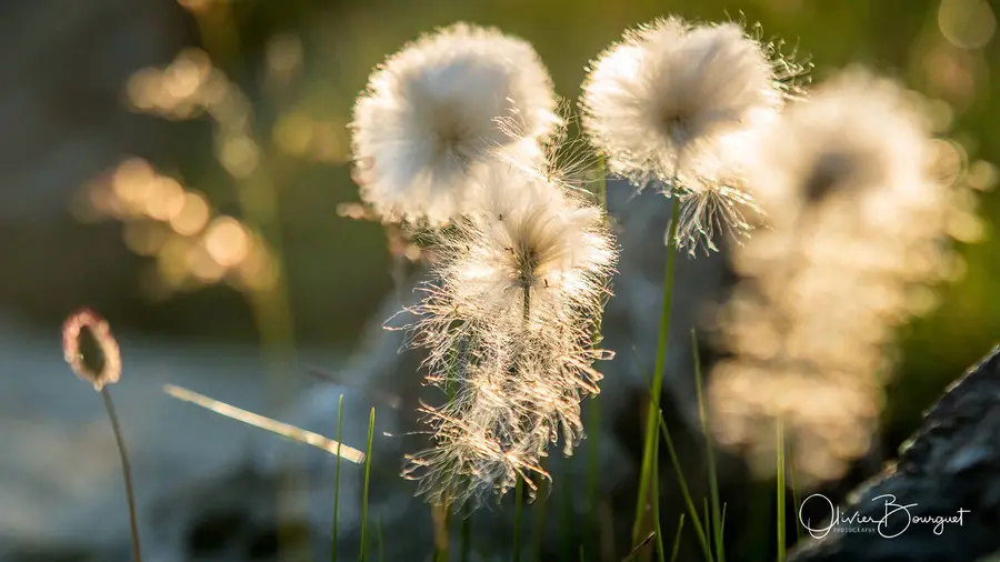 Best of, photo 5 d’Olivier Bourguet