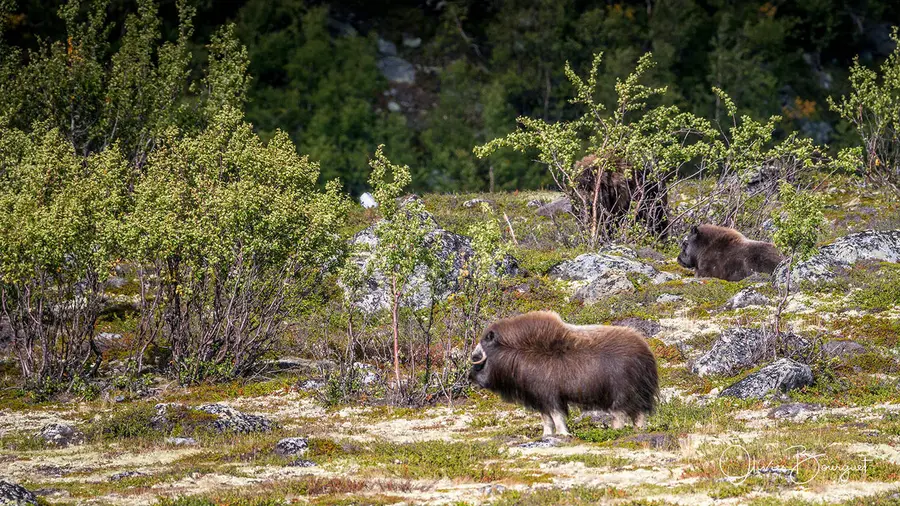 Best of, photo 7 d’Olivier Bourguet